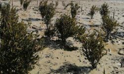 البصرة تزرع مليون شتلة من شجرة "المانغروف"